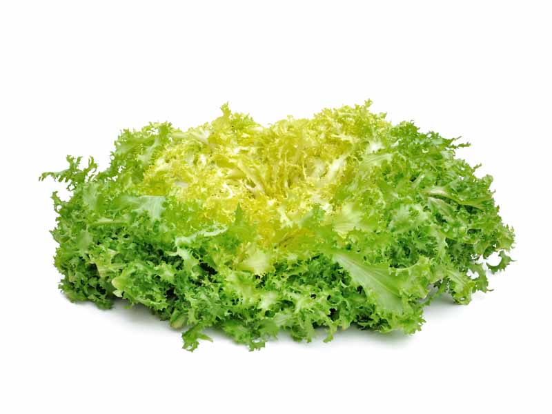 Salade Frisée Grosse